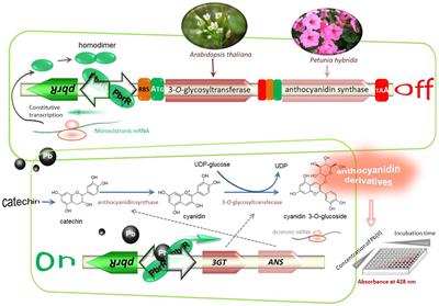 Anthocyanin biosynthetic pathway switched by metalloregulator PbrR to enable a biosensor for the detection of lead toxicity